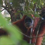 orangutan in Gunung Leuser National Park. Photo by C. Hellemans