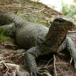 Clouded-Monitor-Lizards