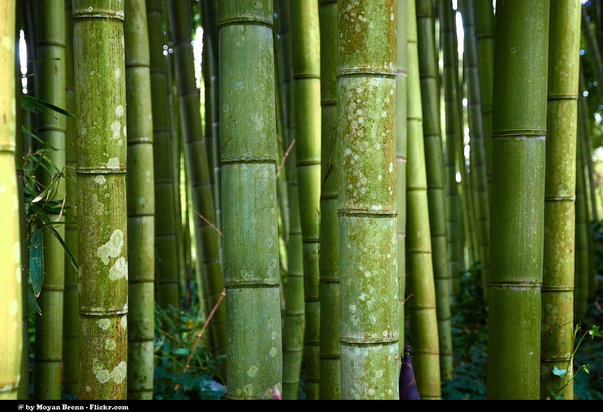 Bamboo: The Miracle Plant